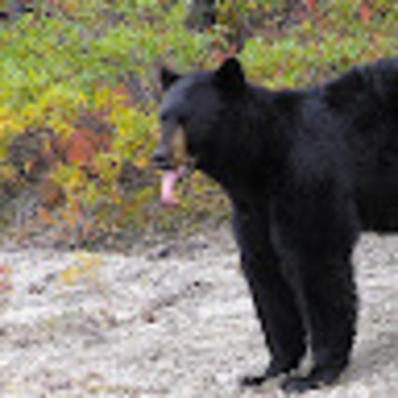 Meet your Posher, Sophia - Picture 1 of 1